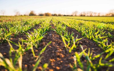 Quais as principais leis que regem um agronegócio?